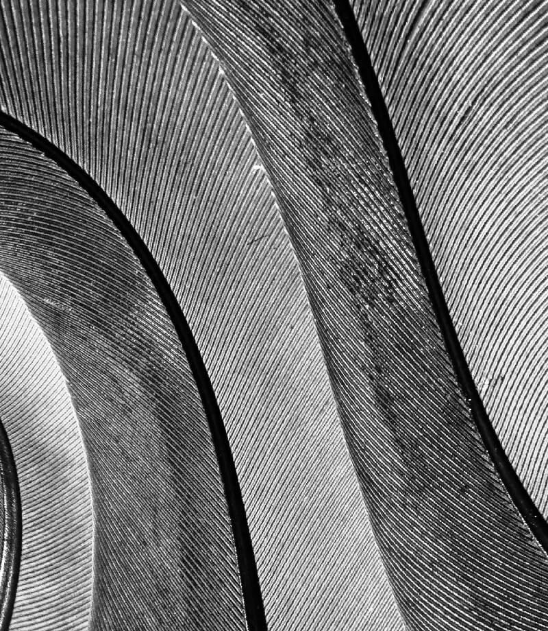 Closeup of pigeon feathers